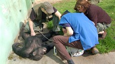 Šimpanzí samičku trápil bolavý špičák. V narkóze jí ho vytrhnul zubař.