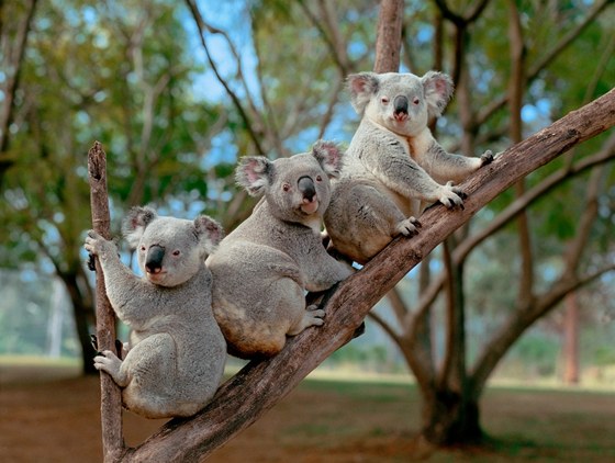 Koalové voln ijí pouze v australských lesích.