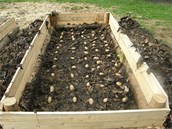 Záhon na pěstování brambor v ořechovém listí Marek vymezil dřevěným bedněním,...