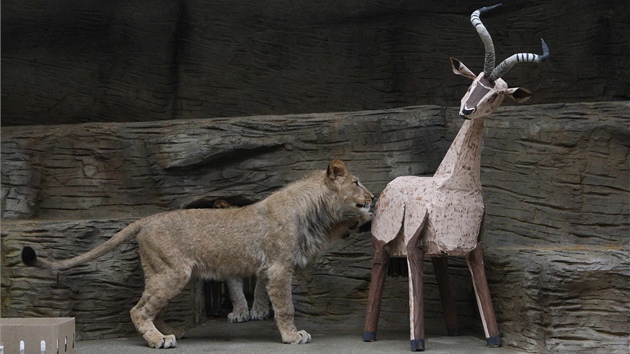 Pi oslav svch prvnch narozenin dostali dva vzcn lvi berbert v olomouck zoo na Svatm Kopeku na hran antilopu z lepenky. (2. kvtna 2013)