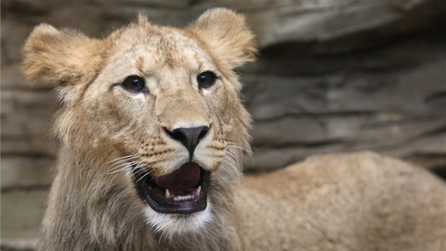 Při oslavě svých prvních narozenin dostali dva vzácní lvi berberští v olomoucké zoo na Svatém Kopečku na hraní antilopu z lepenky. (2. května 2013)