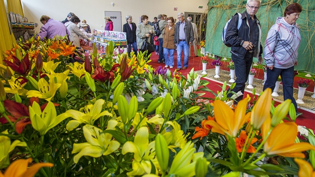 Ve vstavn hale je speciln expozice tulipn, narcis a lili.