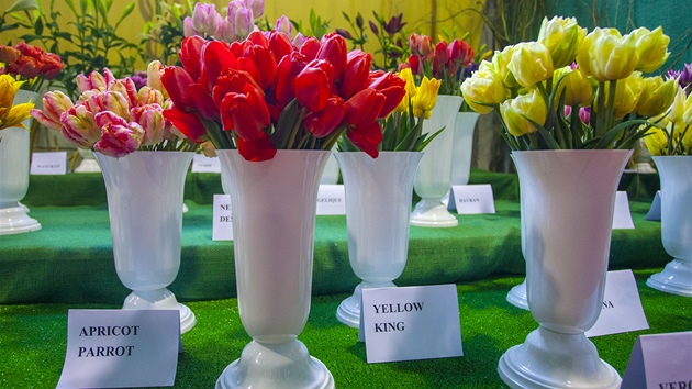 Jarn Florii v Kromi dopluje i speciln expozice tulipn, narcis a lili.