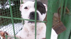 Staford�írský teriér