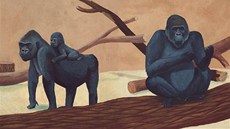 Ilustrace Daniela Michalíka ke knize Gorilí táta