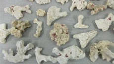 Za dovezení úlomk korálu z ádu Scleractinia (Vtevníci) z Egypta hrozí