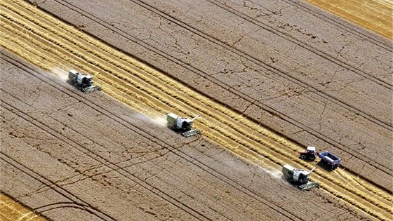 Zemědělcům loni v Olomouckém kraji počasí příliš nepřálo. I tak se zde ale sklidilo přes půl milionu tun obilovin. (Ilustrační snímek)