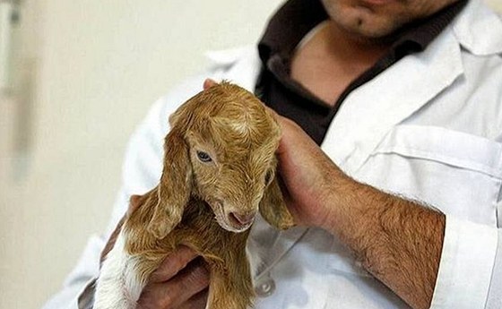 První naklonovaná koza narozená v roce 1998