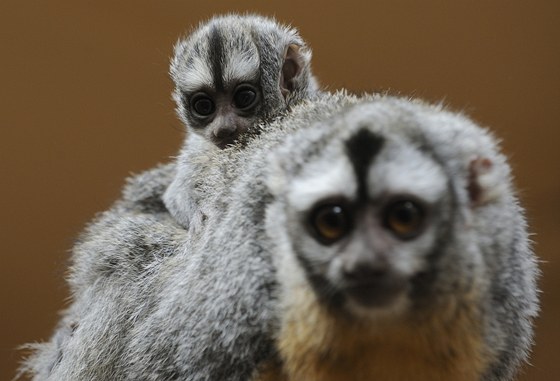 Mlád mirikiny bolivijské se v plzeské zoo narodilo 2. kvtna. Návtvníci ho mohou vidt v pavilonu Z.