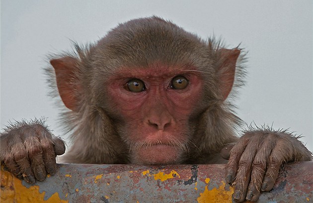Opice se sápala po našem dítěti! Japonce děsí útoky agresivních makaků