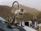 ÚTOK. Divoké opiky z rodu hulmán atakovaly auto na odpoívadle na cest...