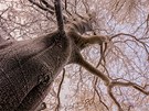 Zimní, ojínný pohled do koruny stromu