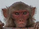Bronz v žebříčku klonovaných savců získaly v roce 1997 opičky Neti a Ditto...