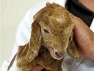V roce 1998 vznikla i první klonovaná koza. Bylo to pro poteby farmakolog,