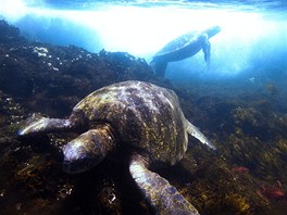 Občas i mořskou želvu překvapí příboj natolik, že se z ničeho nic ocitne na...