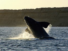 Velryby na poloostrově Valdés s oblibou vyskakují z vody, často i několikrát za...