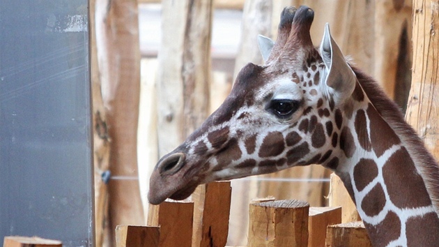 Pjezd irafch samc do jihlavsk zoologick zahrady.