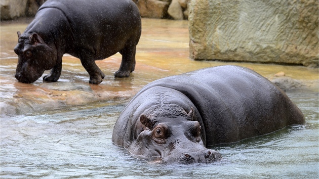 Praská zoo poprvé vypustila hrochy do nového venkovního výbhu.