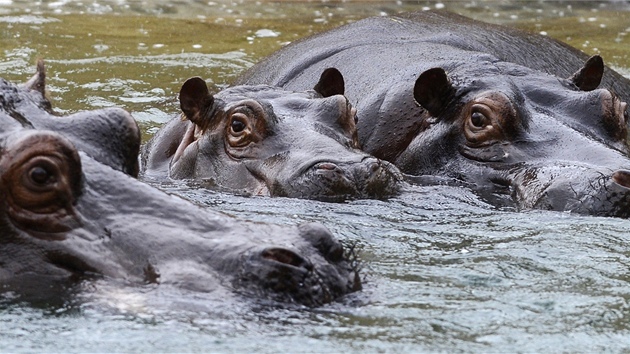 Praská zoo poprvé vypustila hrochy do nového venkovního výbhu.