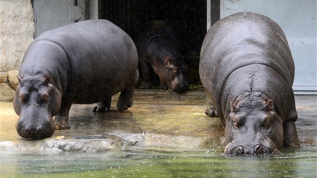 Praská zoo poprvé vypustila hrochy do nového venkovního výbhu.