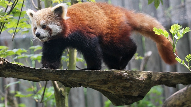 Nangwa v jihlavsk zoo.