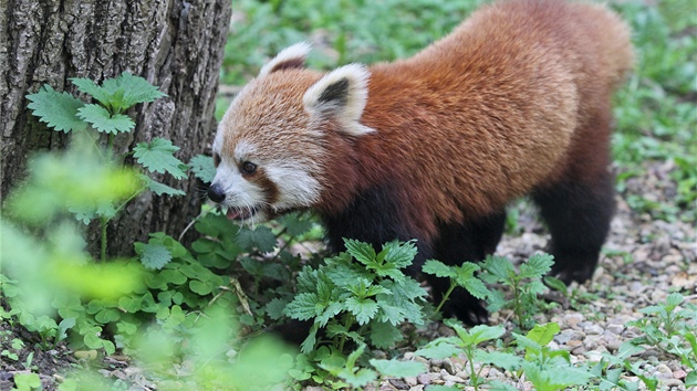 Nangwa v jihlavsk zoo.