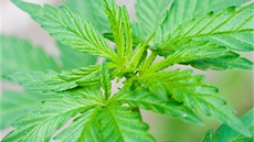 Ilustra�ní snímek