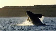 Velryby na poloostrov Valdés s oblibou vyskakují z vody, asto i nkolikrát za...