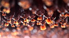 Salám Vyso�ina se v Hodicích vyrábí u� déle ne� p�ta�ty�icet let. Vznikl jako