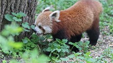 Nangwa v jihlavské zoo.