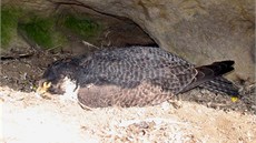 Na hnízdě v Chrámových stěnách v Teplicích nad Metují uhynula samička sokola...
