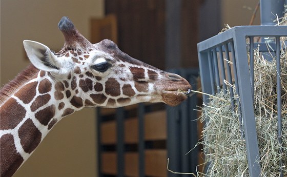 irafy se zabydlují v jihlavské zoo, sívají se s novým pavilonem a zvykají si