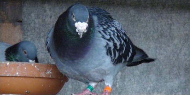 Poštovní holub, chovná stanice v Belgii. Ilustrační snímek