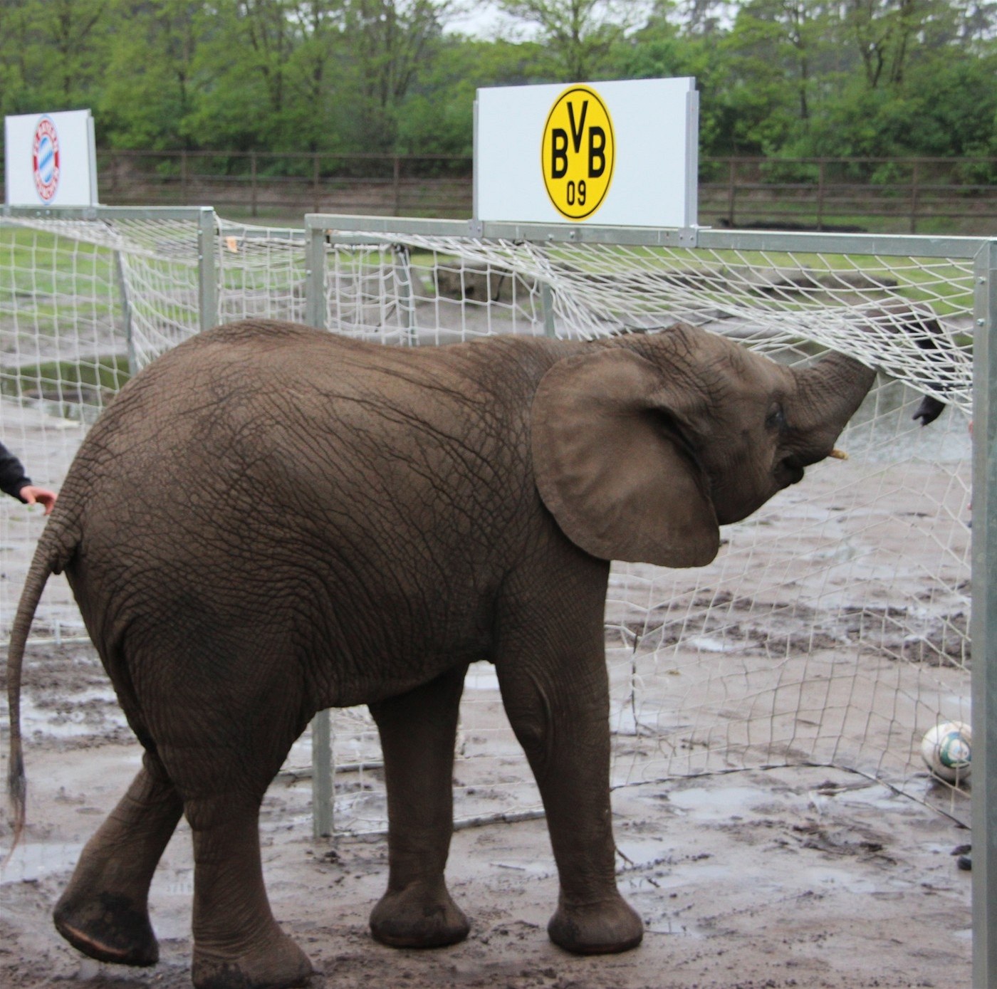 V̊TKYN� NELLY. Slonice z n�mecké zoo p�edpovídá výsledky fotbalových zápas�,