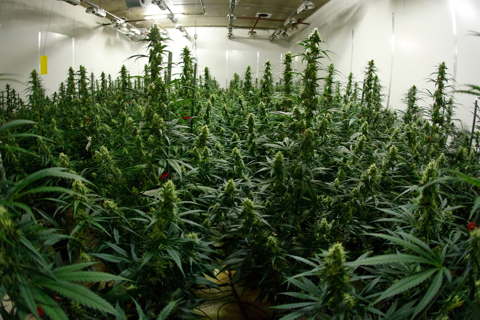 Lé�ebná marihuana, Bedrocan, Holandsko
