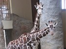 �irafy se zabydluj� v jihlavsk� zoo, s��vaj� se s nov�m pavilonem a zvykaj� si