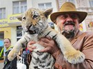 Principl cirkusu Jaromr Joo se v Plzni prochzel se dvma tygry. Na vodtku