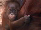 Orangutaní Mlád Diri