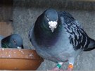 Potovní holub, chovná stanice v Belgii. Ilustraní snímek