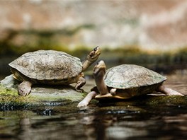 Dospělé želvy Smithovy můžete pozorovat v pavilonu Čambal, v jedné expozici...