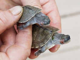 Dvě z úspěšně odchovaných želviček, o které nyní chovatelé pečují v zázemí. 