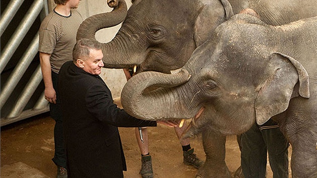 Nechybl ani u oteven novho pavilonu slon v prask zoo za vce ne pl miliardy. (30. bezna 2013)
