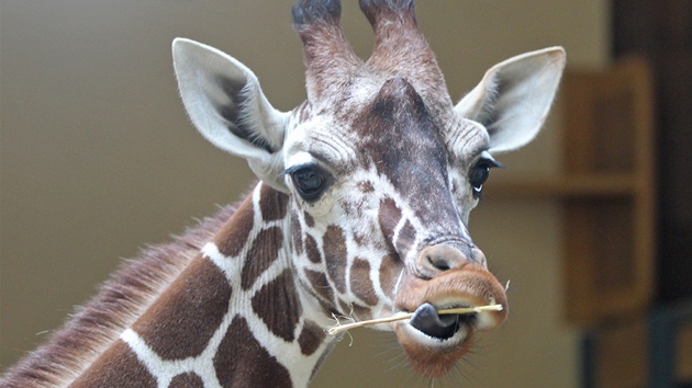 irafy se zabydluj v jihlavsk zoo, svaj se s novm pavilonem a zvykaj si na nov prosted. Veejnosti se pedstav na slavnosti 5. ervna.