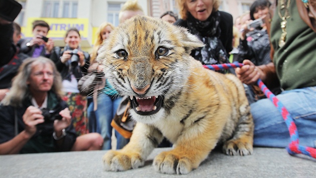 Principál cirkusu Jaromír Joo se v Plzni procházel se dvma tygry. Na vodítku