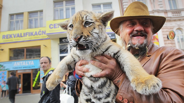 Principál cirkusu Jaromír Joo se v Plzni procházel se dvěma tygry. Na vodítku měl dospělou samici a dvouměsíční mládě - tygříka Michala.   