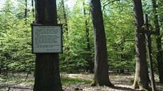 Svatojiský les na Nymbursku dostal jméno po dávném klátee svatého Jií, ve...