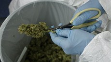 Léebná marihuana, Bedrocan, Holandsko