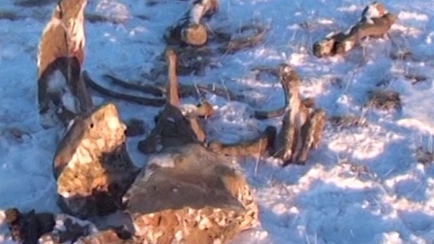 Na Sibi�i objevili nejzachovalej�ího mamuta. 