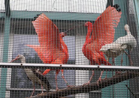 Doasný domov nali v Liberci napíklad ibisové rudí. 
