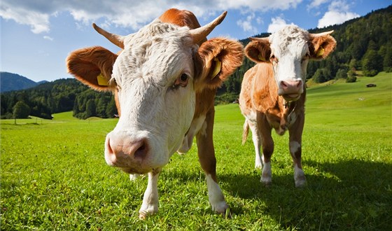 Krávy v ekologickém zemdlství bývají kvalitnji krmeny a mají monost se pást. (ilustraní foto)